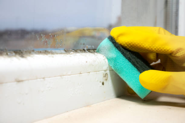 Best Certified Mold Removal  in USA